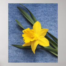 Yellow Daffodil on Denim Poster