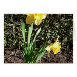 Yellow Daffodil On Ground Greeting Cards