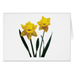 Yellow Daffodil Pair