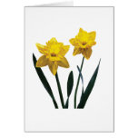 Yellow Daffodil Pair