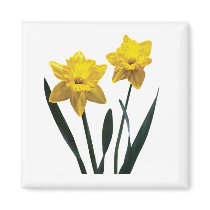 Yellow Daffodil Pair magnets by SusanSavad Yellow Daffodil Pair magnets