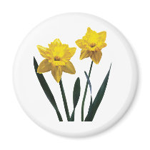 Yellow Daffodil Pair magnets by SusanSavad Yellow Daffodil Pair magnets