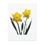 Yellow Daffodil Pair