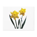 Yellow Daffodil Pair
