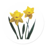 Yellow Daffodil Pair