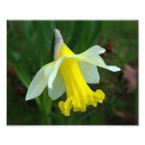 Yellow Daffodil