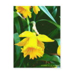 'Yellow Daffodil' Post Cards