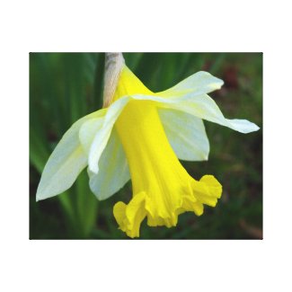 Yellow Daffodil Wrapped Canvas Print zazzle_wrappedcanvas