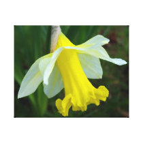 Yellow Daffodil Wrapped Canvas Print