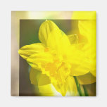 Yellow Daffodils Abstract Fridge Magnets