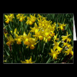 Yellow Daffodils Blank Card