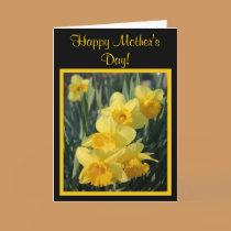 Yellow Daffodils cards
