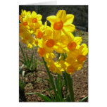 yellow, flower, yellow, flowers, yellow,
