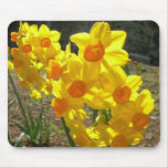 yellow, flower, yellow, flowers, yellow,