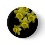 Yellow Daffodils On Black Pinback Buttons