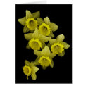 Yellow Daffodils On Black cards by DocPixel Yellow Daffodils On Black cards