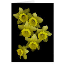 Yellow Daffodils On Black cards by DocPixel Yellow Daffodils On Black cards
