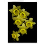 Yellow Daffodils On Black
