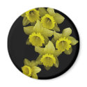 Yellow Daffodils On Black magnets by DocPixel Yellow Daffodils On Black magnets