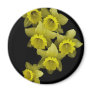 Yellow Daffodils On Black