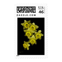 Yellow Daffodils On Black Stamp