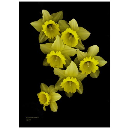 Yellow Daffodils On Black postcard