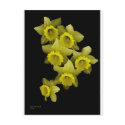 Yellow Daffodils On Black postcards by DocPixel Yellow Daffodils On Black postcards