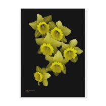 Yellow Daffodils On Black postcards by DocPixel Yellow Daffodils On Black postcards