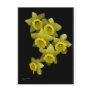 Yellow Daffodils On Black