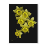 daffodil, jonquil, flower, floral, bloom, blossom,