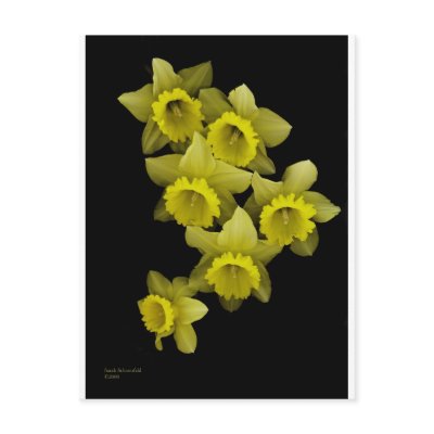 Yellow Daffodils On Black Post Card