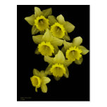 Yellow Daffodils On Black Postcards