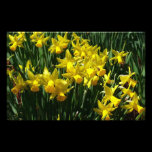 Yellow Daffodils Photo Print