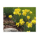 Yellow Daffodils Postcard