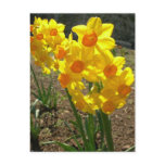 yellow, flower, yellow, flowers, yellow,