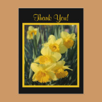 Yellow Daffodils postcards
