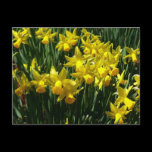 Yellow Daffodils Postcard