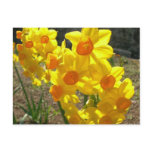 yellow, flower, yellow, flowers, yellow,