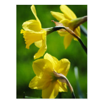 Yellow Daffodils Postcard