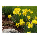 Yellow Daffodils Poster posters