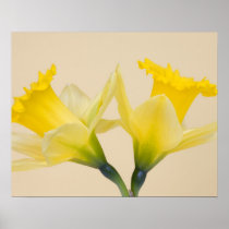 Yellow daffodils