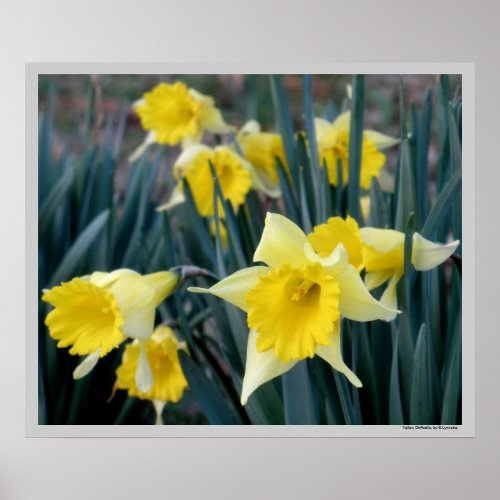 Yellow Daffodils Poster Print print