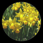 Yellow Daffodils Sticker
