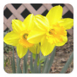 Yellow Daffodils Sticker Yellow Daffodils Sticker