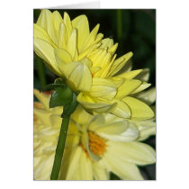 Yellow Dahlia Flower Card