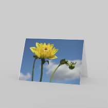 Yellow Dahlia flower in the sun cards by kabloo20 Yellow Dahlia flower in the sun cards