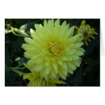 Yellow dahlia photo greeting cards Yellow dahlia photo greeting cards