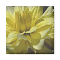 Yellow Dahlia Up Close Flower Photo Magnet