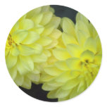 Yellow Dahlias Stickers