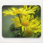 Yellow daisies 1 mousepad